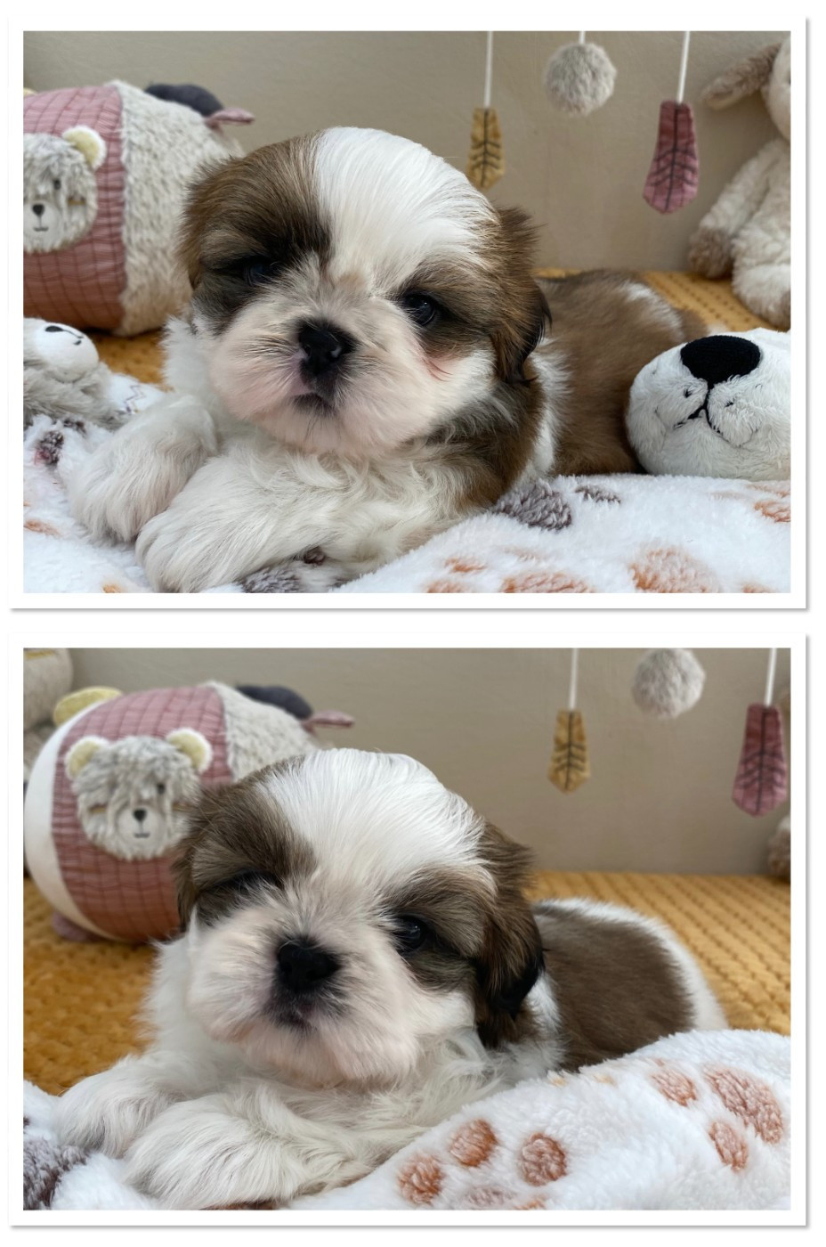 2 femelles disponibles à la réservation