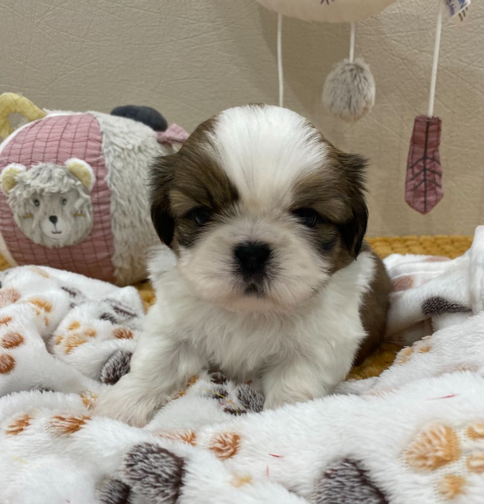 Baby's Fantasy - Chiots disponibles - Shih Tzu