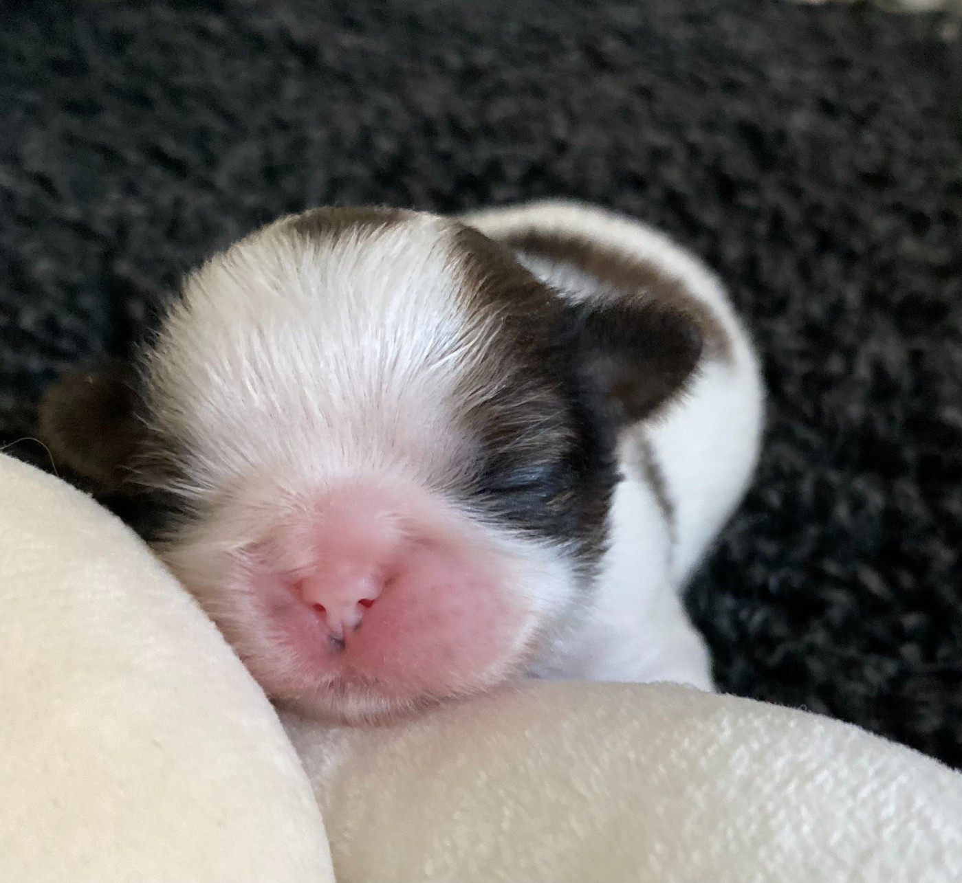Baby's Fantasy - Chiots disponibles - Shih Tzu