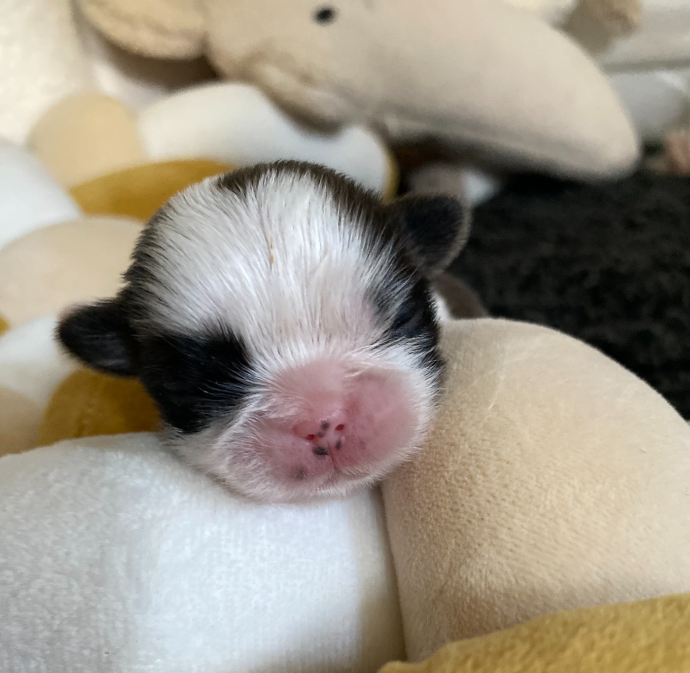 Baby's Fantasy - Chiots disponibles - Shih Tzu