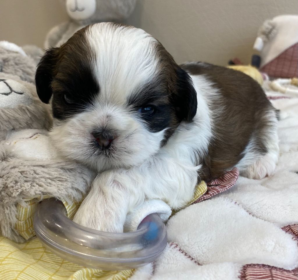 Baby's Fantasy - Shih Tzu - Portée née le 19/11/2021