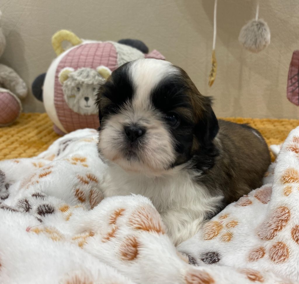 Baby's Fantasy - Chiots disponibles - Shih Tzu