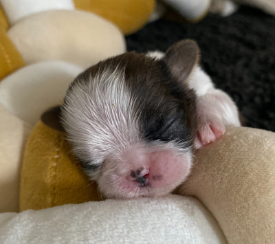 CHIOT 3