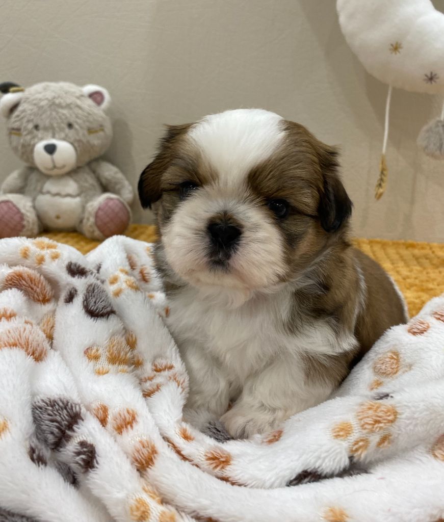 Baby's Fantasy - Chiots disponibles - Shih Tzu