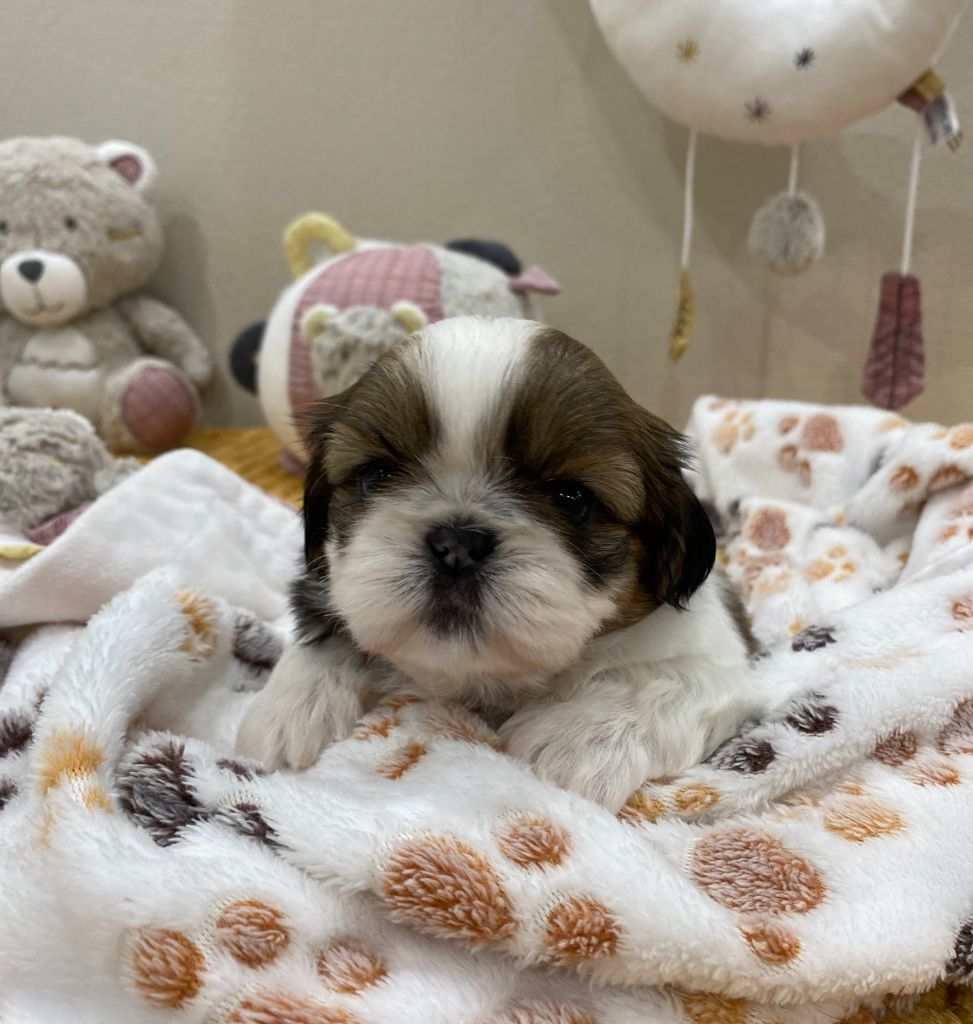 Baby's Fantasy - Chiots disponibles - Shih Tzu